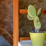 度假居 Creus 波连斯萨